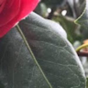 Meet your Posher, Anaelle